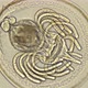 Placotrophic Juvenile Stage of the Linguliform Brachiopod Under a Microscope, a Type of the Oldest - VideoHive Item for Sale