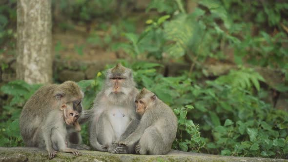 Family Of Macaques In Ubud Forest