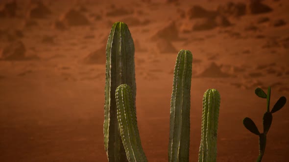 Arizona Desert Sunset with Giant Saguaro Cactus