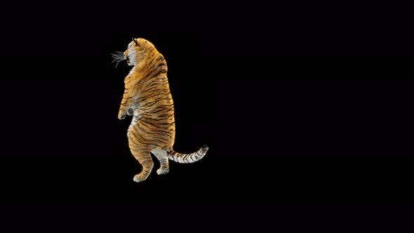 68 Tiger Dancing 4K