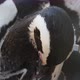 Cheery Black and White Penguin Rubbing Its Feather with Its Beak in a Zoo in Summer - VideoHive Item for Sale