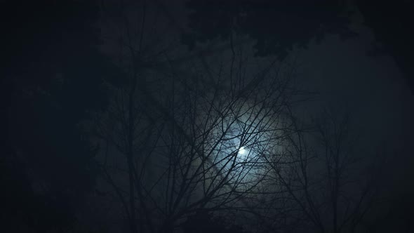 The Moon Shines Through the Branches of Trees