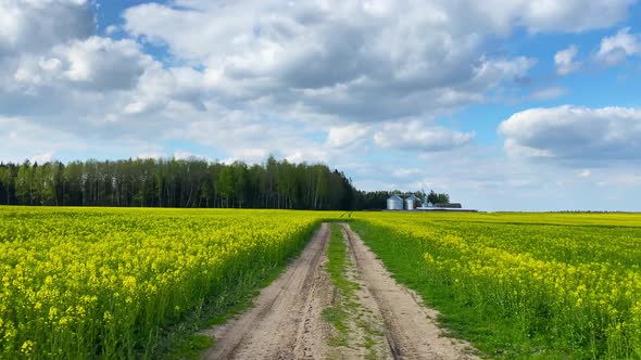 Field of flowering rapeseed, shooting with steadicam