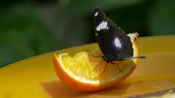 Black butterfly and orange slice on a plate