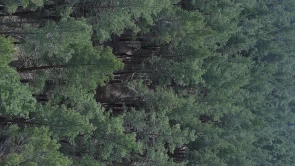 Vertical Video of Green Pine Forest By Day Aerial View