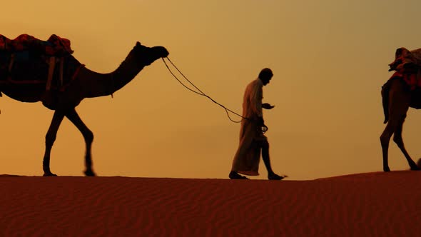 Cameleers Camel Drivers at Sunset