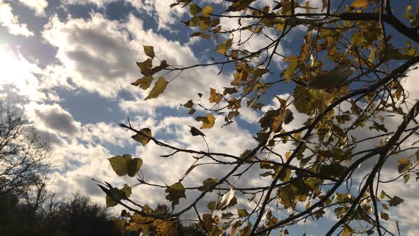 Colors of autumnal leaves 4K 2160p 30fps UltraHD footage - Tree branches against blue sky 3840X2160 