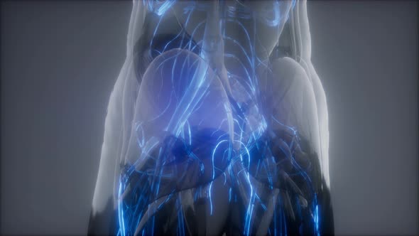 Blood Vessels of Human Body alt