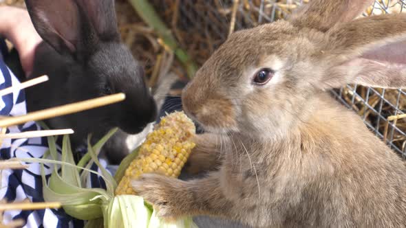 Adorable Little Brown Bunny Fed with Corn By a Kid on a Farm