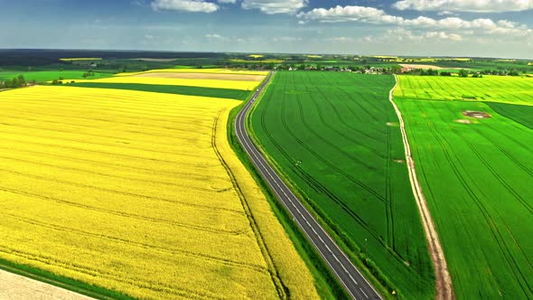 Amazing field of rapeseed in Poland countryside.