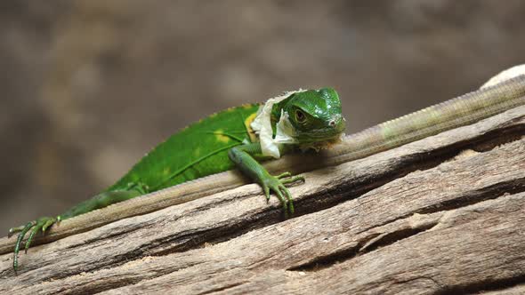 Lesser Antillean Green Iguana (Iguana delicatissima) on wood