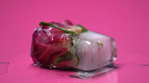 Macro Shot of Rose Unfreezing From Ice Cube, Organic Cosmetic Skin Care Products