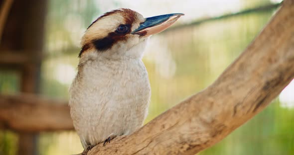 Close up of laughing kookaburra sitting on a tree branch