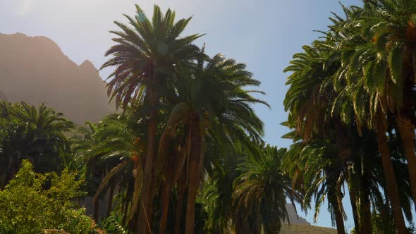 Tall Palm Trees in an Oasis