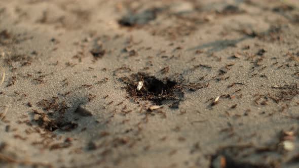 Moving colony ants close-up. Worker ants enter and exit their nest. 4K UHD video