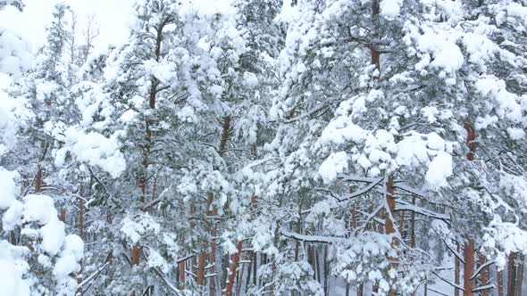 Winter Forest Pines, Aerial Upwards Movement