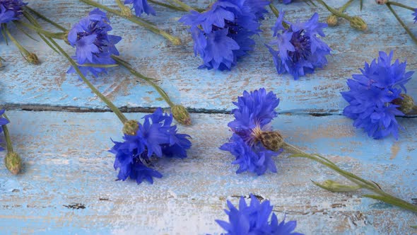 Fresh flowers of knapweeds on vintage light blue wooden tabletop.