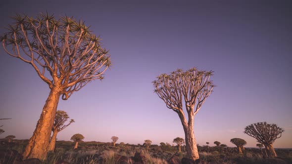 Time lapse in Namibia over the Quiver Tree's. Pure beauty in the Africa bush lands. Sun setting and