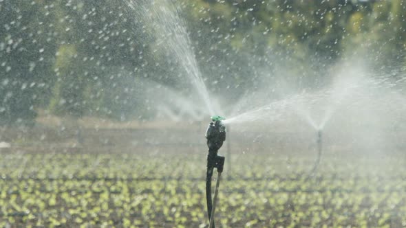 Sprinklers water lettuce plants in a large field after planting, slow motion footage