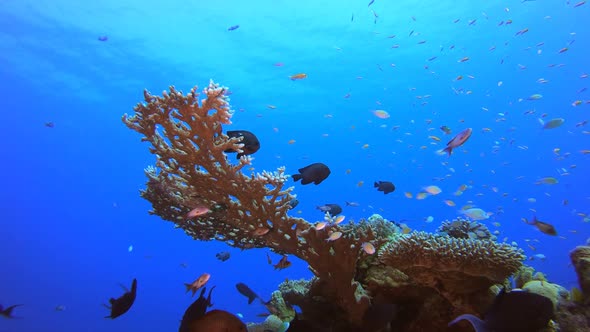 Tropical Coral Garden Marine Life