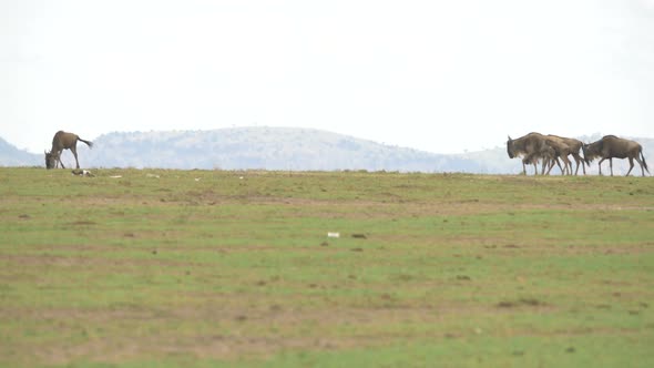 Wildebeests walking and grazing