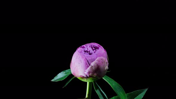 pink peony blooming
