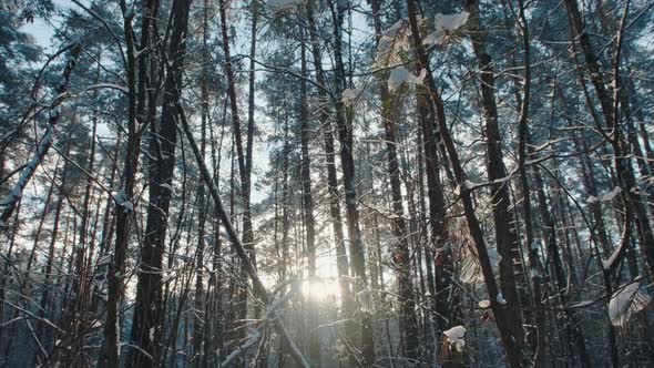 Slow motion of the camera through the snow-covered beautiful winter forest