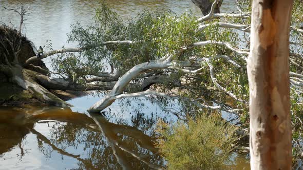 Fallen Eucalyptus Tree Fallen In A Lake PAN LEFT