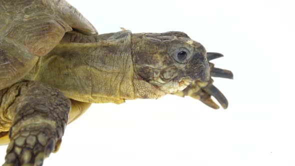 Turtle Isolated on a White Background at Studio