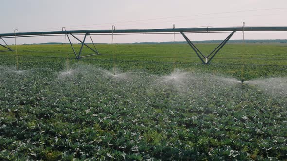 Agriculture Irrigation of Farm Field. Automatic Artificial Irrigation of the Field for Good Harvest