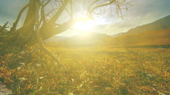 Time Lapse of Death Tree and Dry Yellow Grass at Mountian Landscape with Clouds and Sun Rays