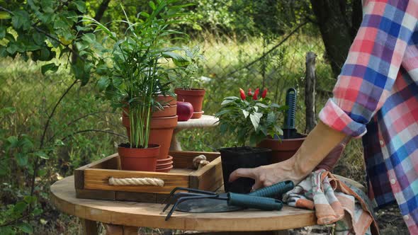 Woman Hands Planting Flowers