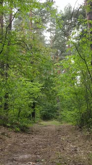 Vertical Video of Summer Forest By Day