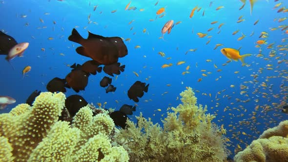 Marine Tropical Soft Corals