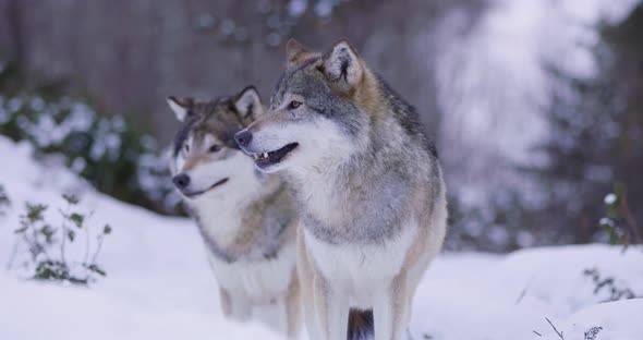 Portrait of Wounded Alpha in a Wolf Pack