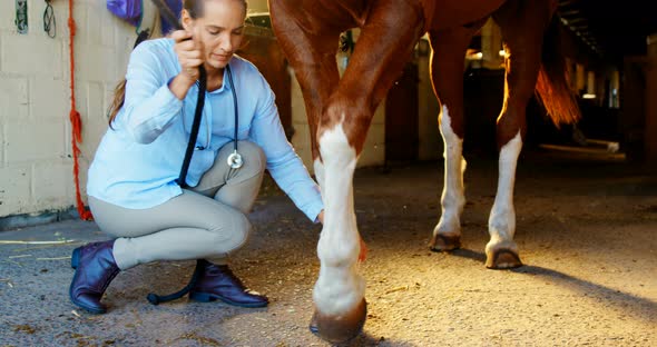 Veterinarian doctor bandaging horse leg 4k