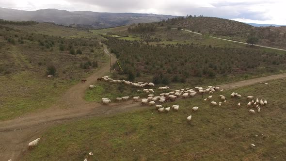 Flock of sheep walking on pasture