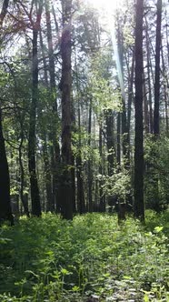 Vertical Video of Green Forest During the Day