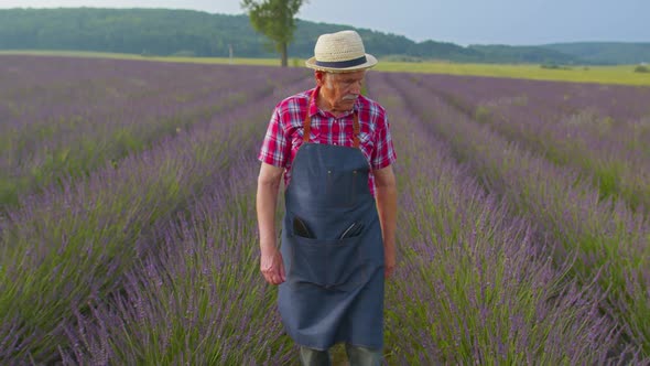 Senior Grandfather Man Farmer Growing Lavender in Blooming Flowers Field of Purple Lavender Flowers