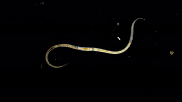 Black Sea Plankton and Zooplankton Under the Microscope, Sea Worm Nematode