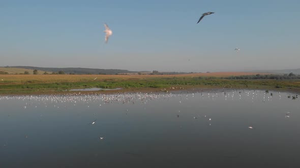 Flock of Birds Flying Over Marshland