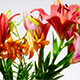 Lily Flowers - VideoHive Item for Sale