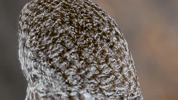 Great Grey Owl turns head away from and towards camera close up