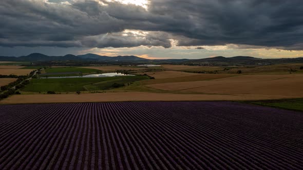 Lavender Plantings Aerial Hyperlapse Landscape