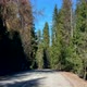 Car driving on road in spruce forest. View from car windshield window. Trip, travel by car. Nature - VideoHive Item for Sale