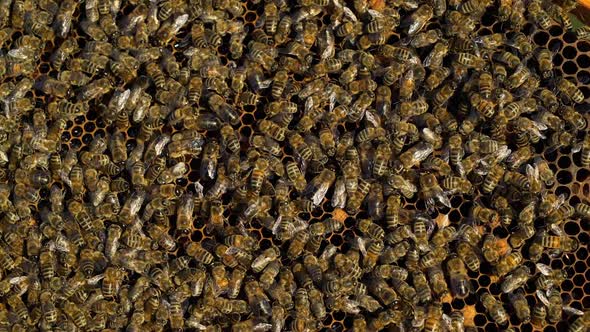 Bees collect nectar. Life inside the hive. Beehive in the apiary. Close-up