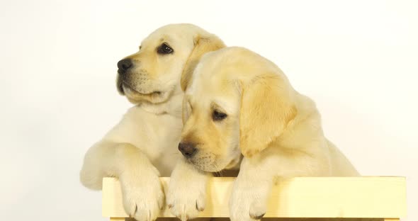 Yellow Labrador Retriever, Puppies Playing in a Box on White Background, Normandy, Slow Motion 4K