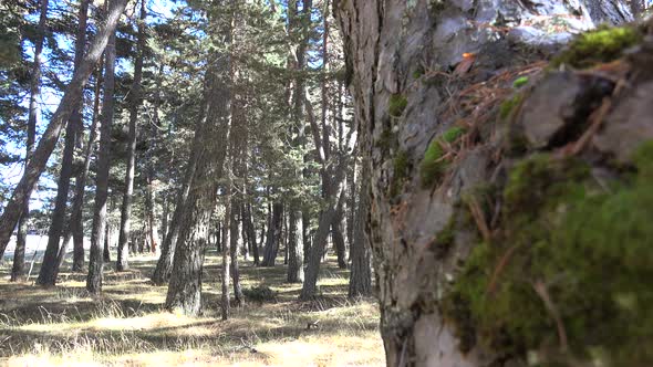 Pine Forest Starting to Dry