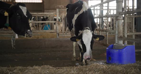 Agriculture Industry Black and White Cows Look Into the Camera While Standing Near Sippy Cup with