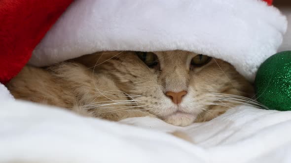 A Christmas cat in a Santa Clays hat is lying on a bed and playing with a Christmas tree toy.